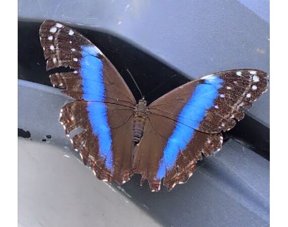 Arapaima Bolivia sep 2027