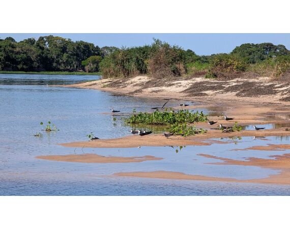 Arapaima Bolivia sep 2027
