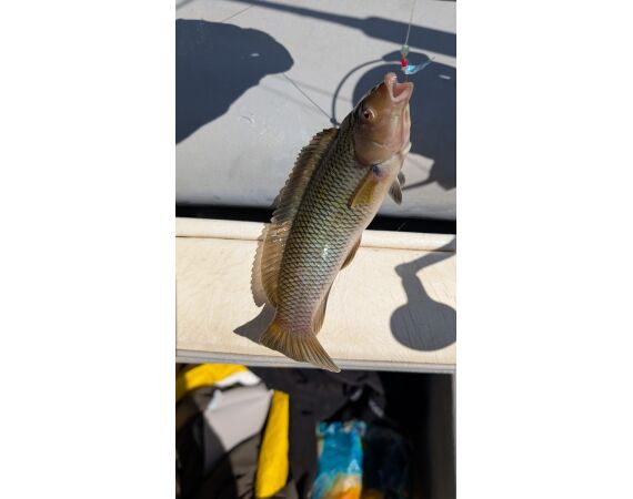 Robinson Crusoe, Chili feb 2027