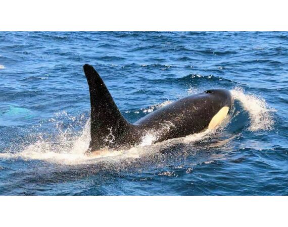 Robinson Crusoe, Chili feb 2027