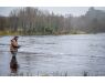 Drowes zalm Ierland